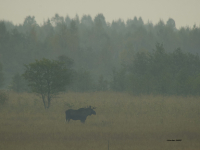 Biebrza - Herbst